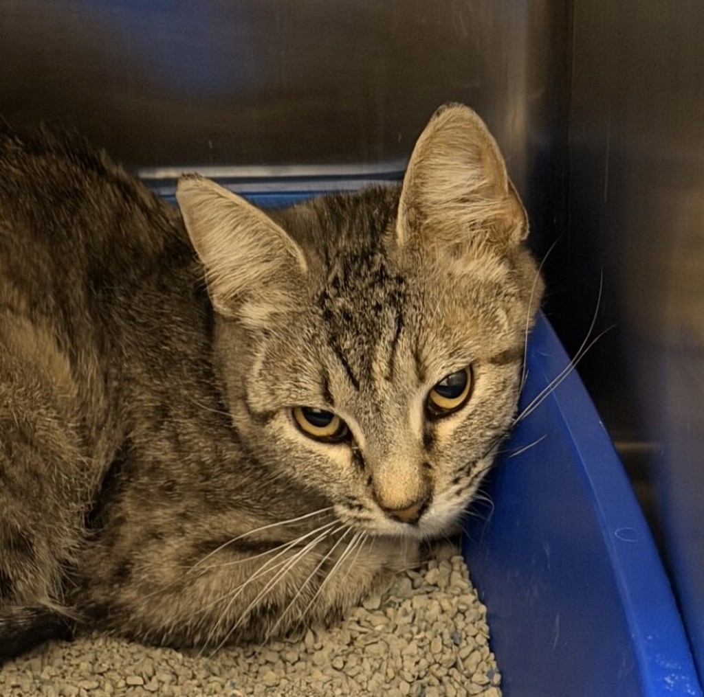 Shelter Stray Unknown Cat last seen 84th Ave/ N Zuni St, Westminster, CO, 80031, 580 McIntyre St, Golden, CO 80401, USA