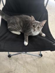 Lost Female Cat last seen Arell & Duke street, McDonald’s across from there, Alexandria, VA 22304