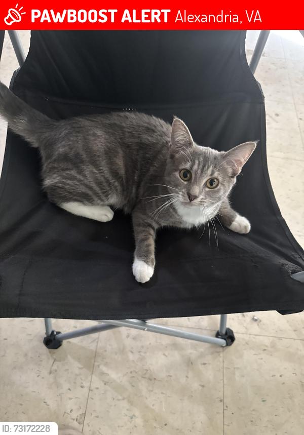 Lost Female Cat last seen Arell & Duke street, McDonald’s across from there, Alexandria, VA 22304