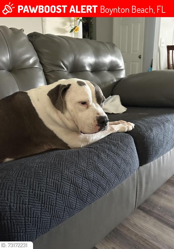Lost Male Dog last seen Lawrence and Hypoluxo, Boynton Beach, FL 33436