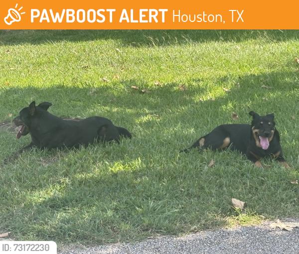 Found/Stray Female Dog last seen Reginald Moore community park, Houston, TX 77083