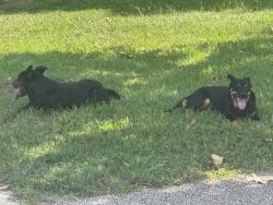 Found/Stray Female Dog last seen Reginald Moore community park, Houston, TX 77083