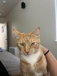 Lost Male Cat last seen Major ave & north shore, Norfolk, VA 23505