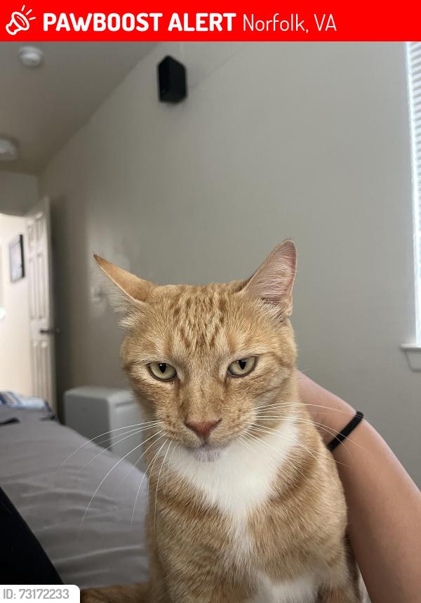 Lost Male Cat last seen Major ave & north shore, Norfolk, VA 23505