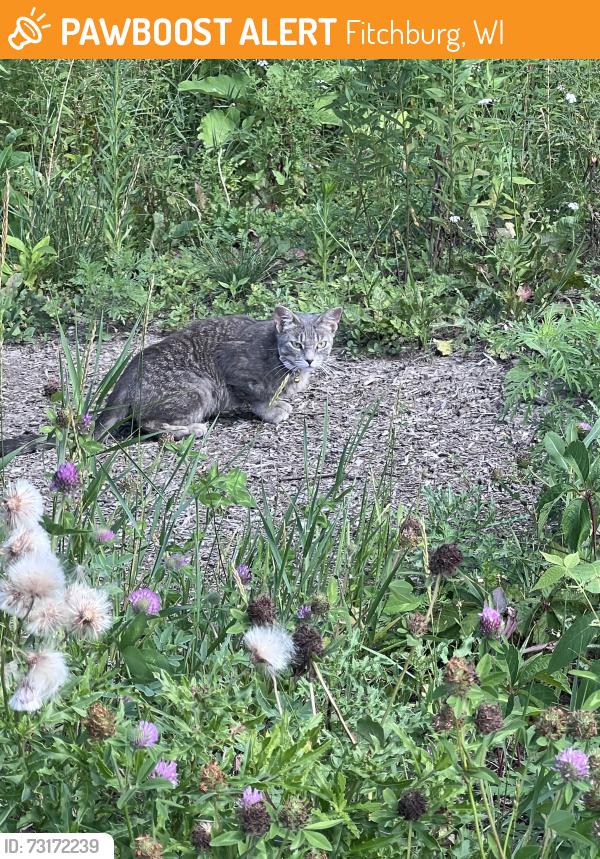 Found/Stray Unknown Cat last seen By fishhatch in front of of the DNR, Fitchburg, WI 53711