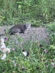 Found/Stray Unknown Cat last seen By fishhatch in front of of the DNR, Fitchburg, WI 53711