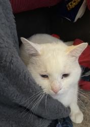 Reunited Male Cat last seen Westwood, Ledge road, Linda Drive, Plainville, CT 06062