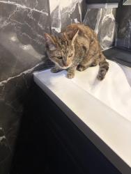 Found/Stray Unknown Cat last seen Main St, Salt Lake City, UT 84101
