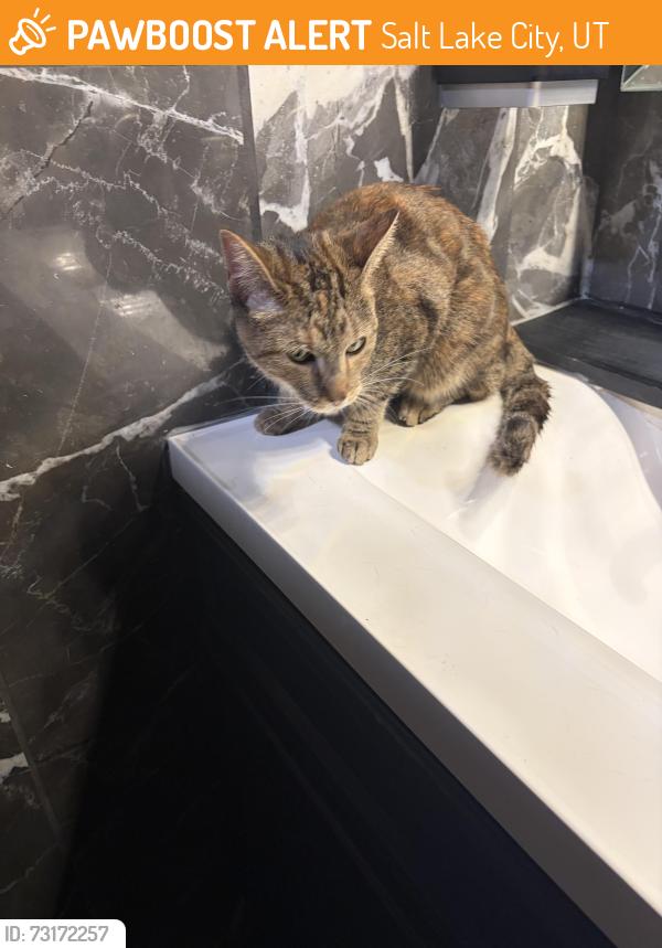 Found/Stray Unknown Cat last seen Main St, Salt Lake City, UT 84101