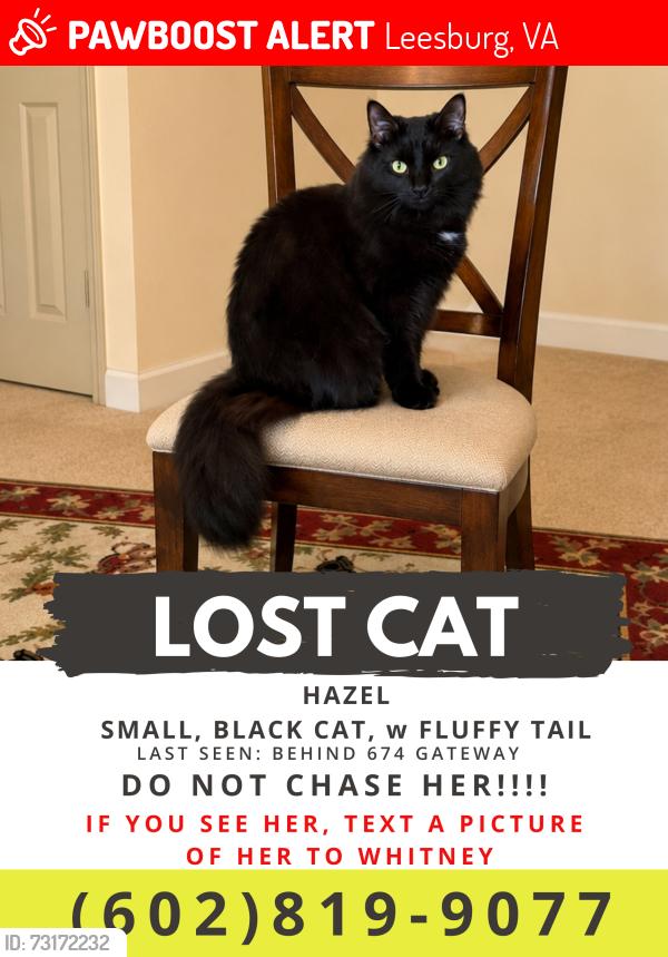Lost Female Cat last seen Gateway and Hetzel St, Leesburg, VA 20175