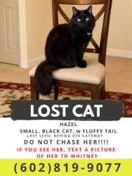 Lost Female Cat last seen Gateway and Hetzel St, Leesburg, VA 20175