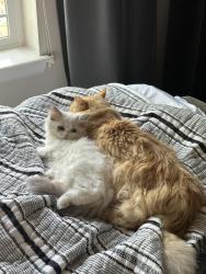 Reunited Female Cat last seen Picadilly & copperleaf, Aurora, CO 80015