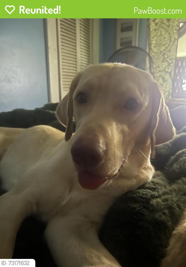 Reunited Male Dog last seen Near Christ School Road, Arden NC 28704, Asheville, NC 28704