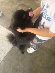 Found/Stray Female Dog last seen Wilmington, Los Angeles, CA 90061
