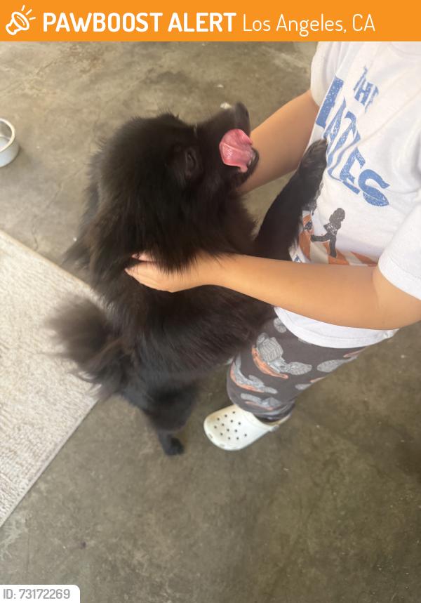 Found/Stray Female Dog last seen Wilmington, Los Angeles, CA 90061