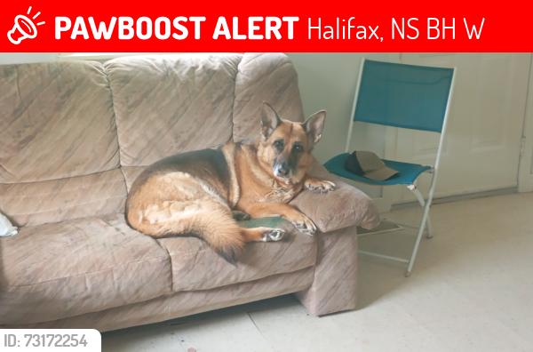 Lost Female Dog last seen South end, south park st/fenwick, Halifax, NS B3H 2W6