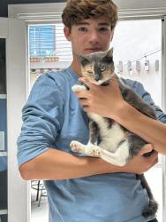 Lost Female Cat last seen Near Sapphire Street, San Diego Ca 92109, San Diego, CA 92109