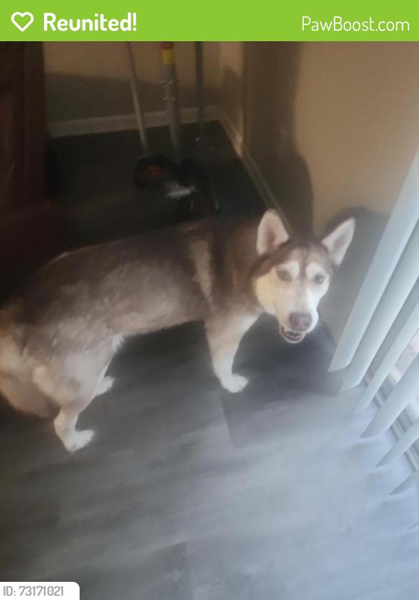 Reunited Female Dog last seen Alamance Rd, Fayetteville, NC 28304, EE. UU., Fayetteville, NC 28304