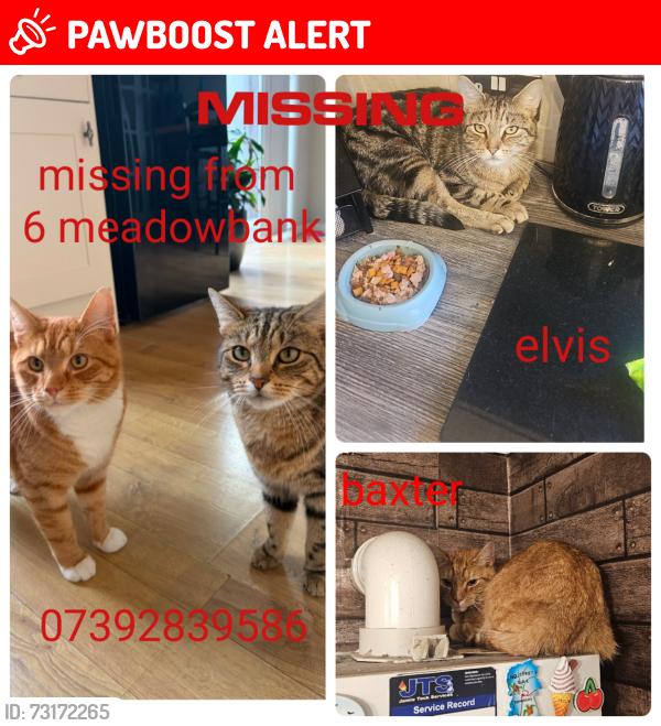 Lost Male Cat last seen Meadowbank road, Kingston upon Hull, England 