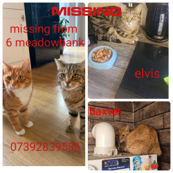 Lost Male Cat last seen Meadowbank road, Kingston upon Hull, England 