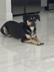 Reunited Male Dog last seen Near 24 st w Lehigh , fl 33971, Lehigh Acres, FL 33971