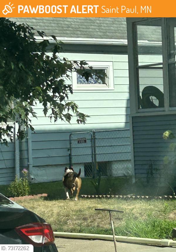 Found/Stray Unknown Dog last seen Cook Ave E & N Mendota St, St. Paul 55106, Saint Paul, MN 55106