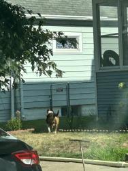 Found/Stray Unknown Dog last seen Cook Ave E & N Mendota St, St. Paul 55106, Saint Paul, MN 55106