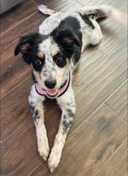 Found/Stray Female Dog last seen Wiconpin, Jersey Village, TX 77040
