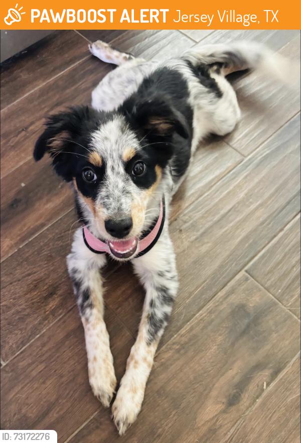 Found/Stray Female Dog last seen Wiconpin, Jersey Village, TX 77040