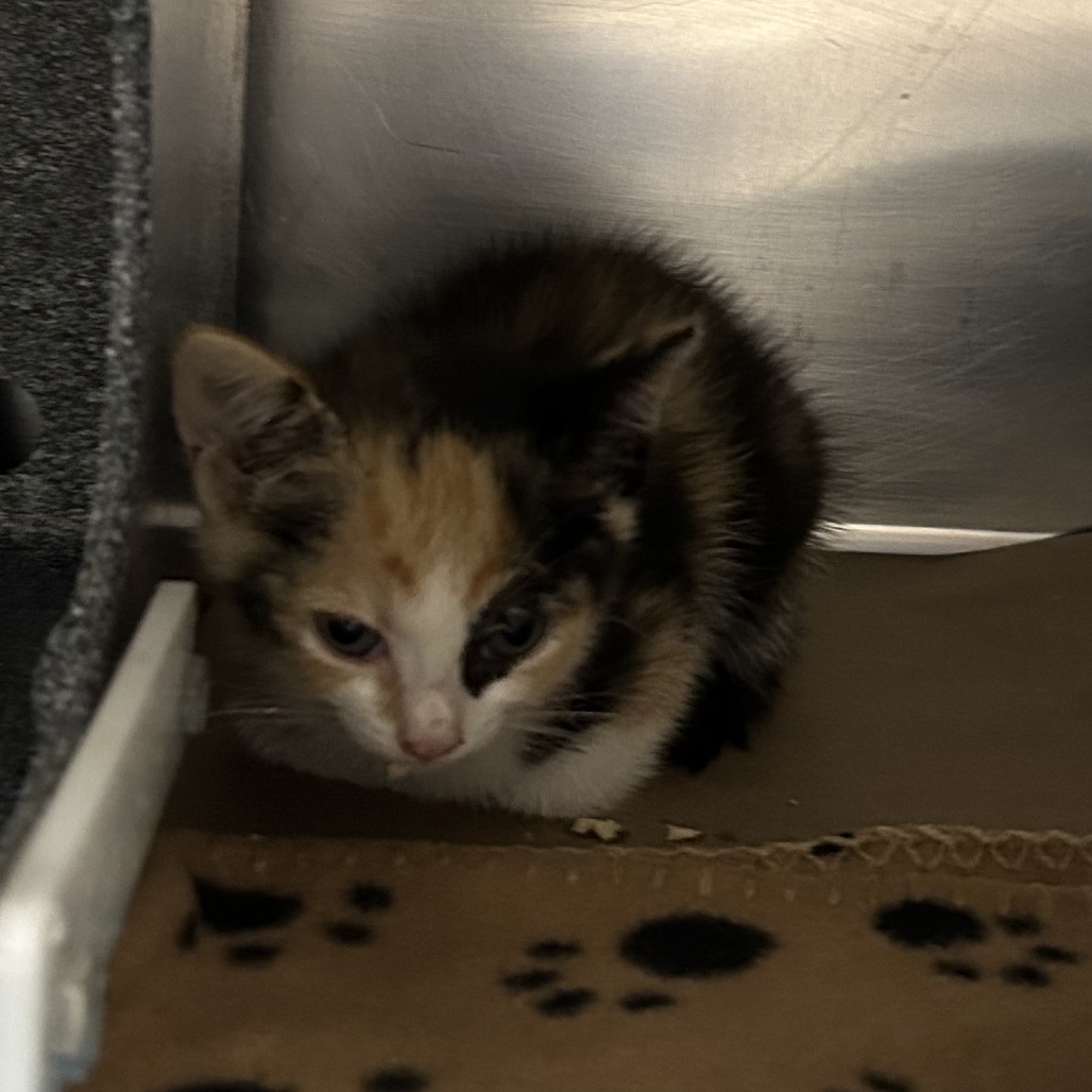 Shelter Stray Unknown Cat last seen , 328 Furman Hall Rd, Greenville, SC 29609, USA