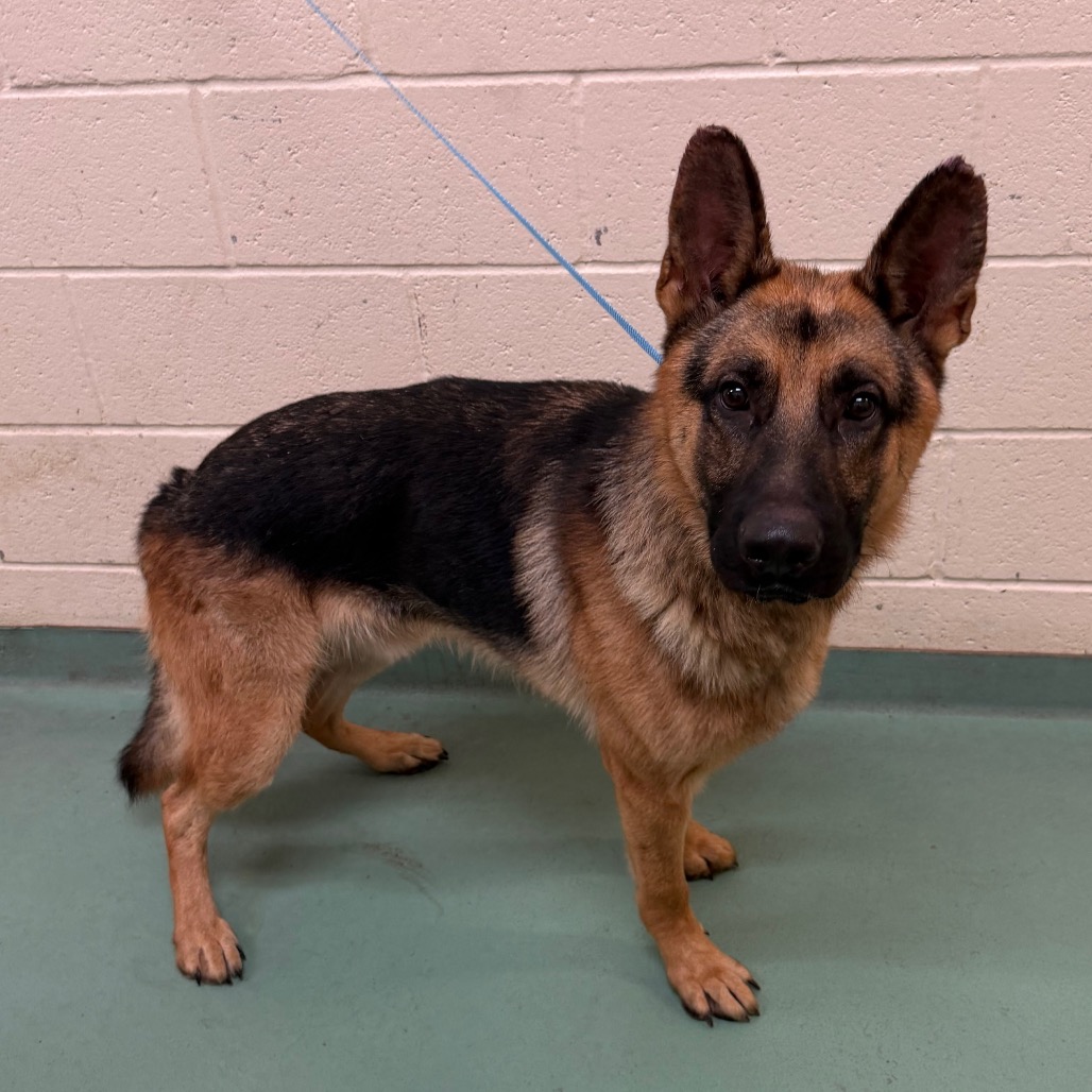 Shelter Stray Male Dog last seen , 2350 Appling City Cove, Memphis, TN 38133, USA