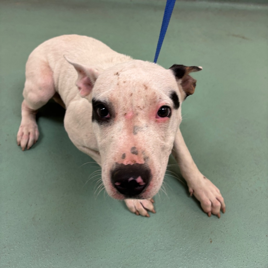 Shelter Stray Male Dog last seen , 2350 Appling City Cove, Memphis, TN 38133, USA