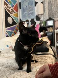 Lost Male Cat last seen 47th & Imperial by the creek, San Diego, CA 92102