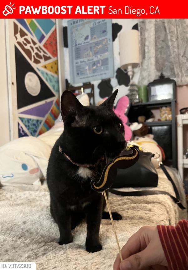 Lost Male Cat last seen 47th & Imperial by the creek, San Diego, CA 92102
