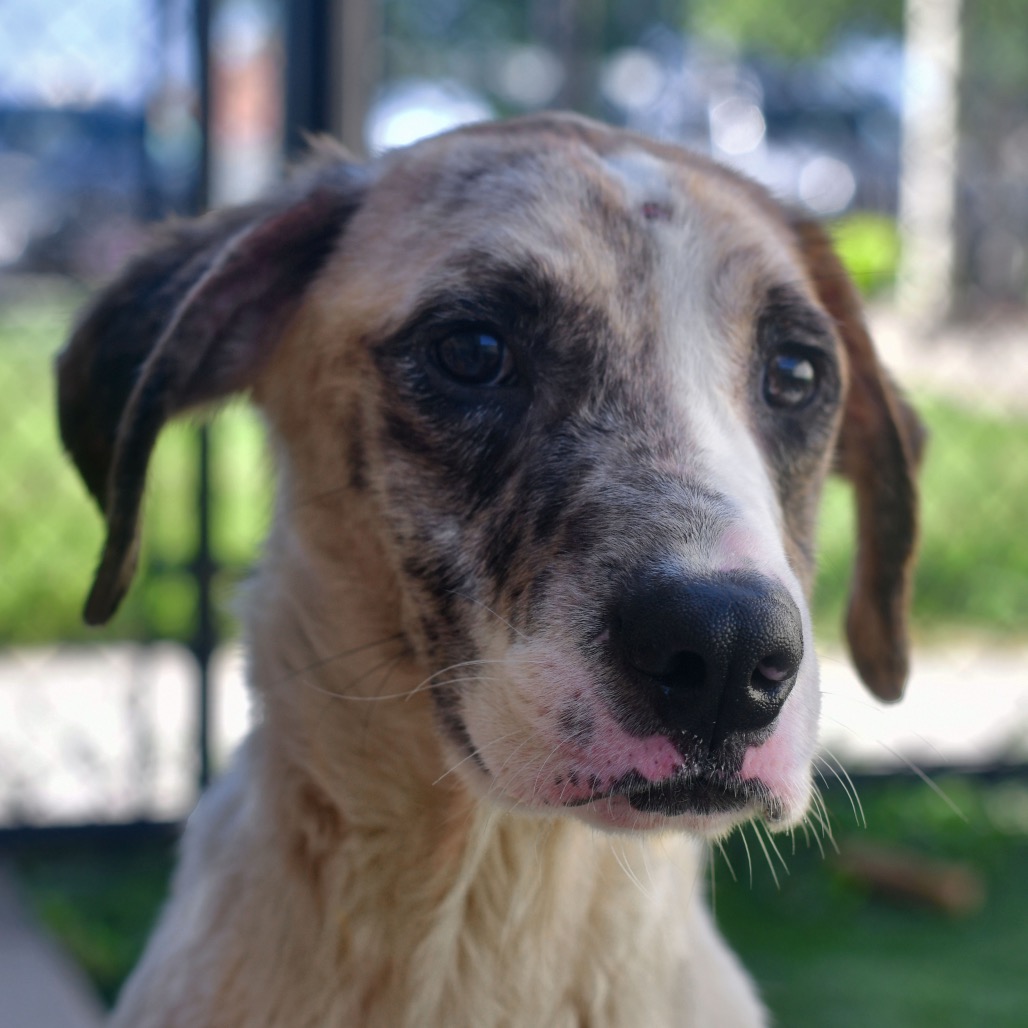 Shelter Stray Male Dog last seen , 3173 K-68 Hwy, Ottawa, KS 66067, USA