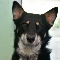 Shelter Stray Male Dog last seen , 3173 K-68 Hwy, Ottawa, KS 66067, USA