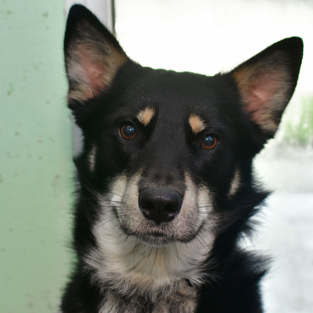 Shelter Stray Male Dog last seen , 3173 K-68 Hwy, Ottawa, KS 66067, USA