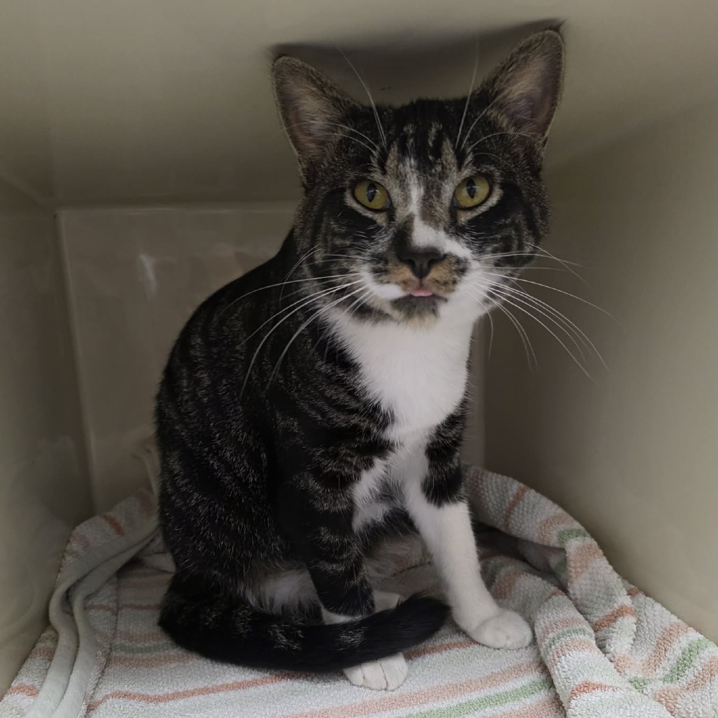 Shelter Stray Male Cat last seen , 5801 Graye Ln, Caldwell, ID 83607, USA