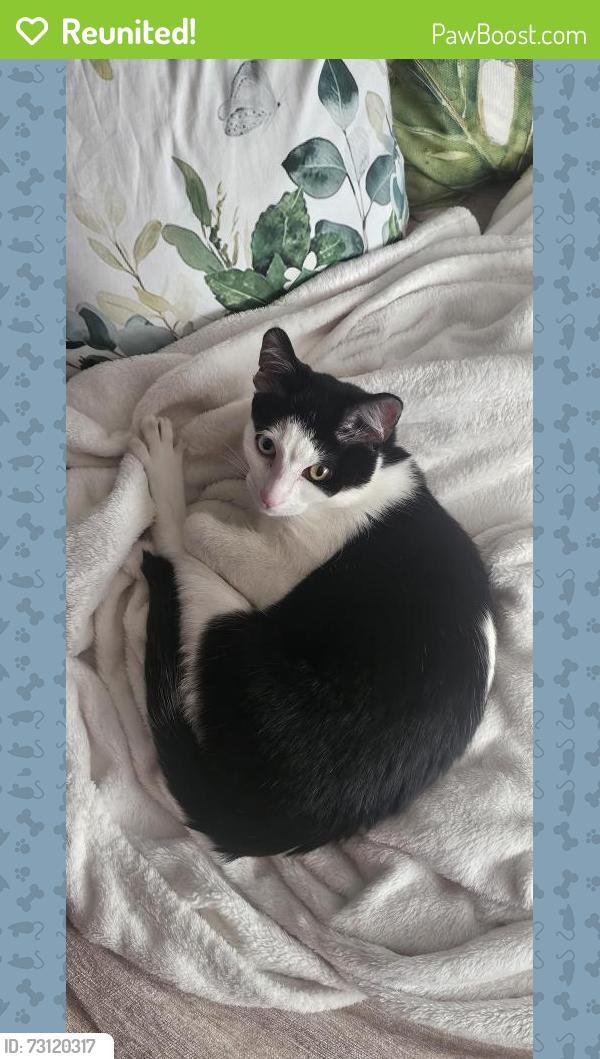 Reunited Female Cat last seen Inglewood Street, West Lothian, Scotland EH54 5BA