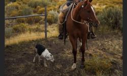Lost Male Dog last seen Target, Sparks, NV 89434