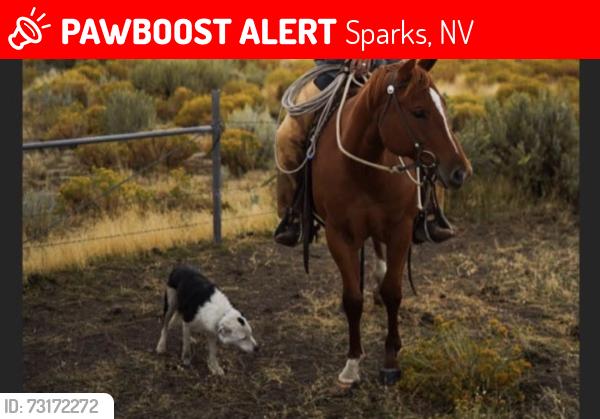 Lost Male Dog last seen Target, Sparks, NV 89434