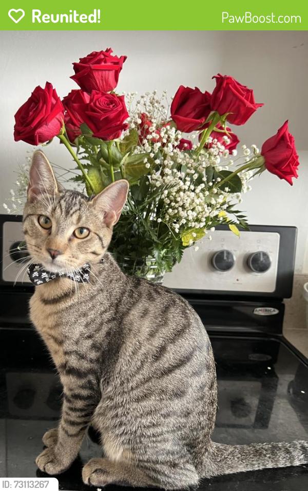 Reunited Male Cat last seen Near Makiki St, 302, Honolulu HI 96822, Honolulu, HI 96822