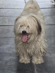 Reunited Unknown Dog last seen Martense Ave, Queens, NY 11368