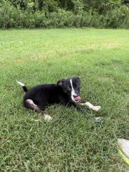 Found/Stray Male Dog last seen Muddy Creek Greenway, Winston-Salem, NC 27106