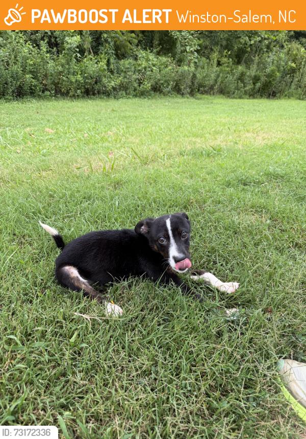 Found/Stray Male Dog last seen Muddy Creek Greenway, Winston-Salem, NC 27106