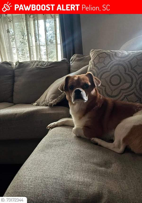Lost Male Dog last seen Clay hill and Pelion road, Pelion, SC 29123