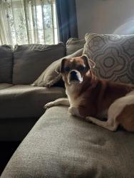 Lost Male Dog last seen Clay hill and Pelion road, Pelion, SC 29123