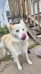Found/Stray Female Dog last seen Greenway trailer park, Cheyenne, WY 82001