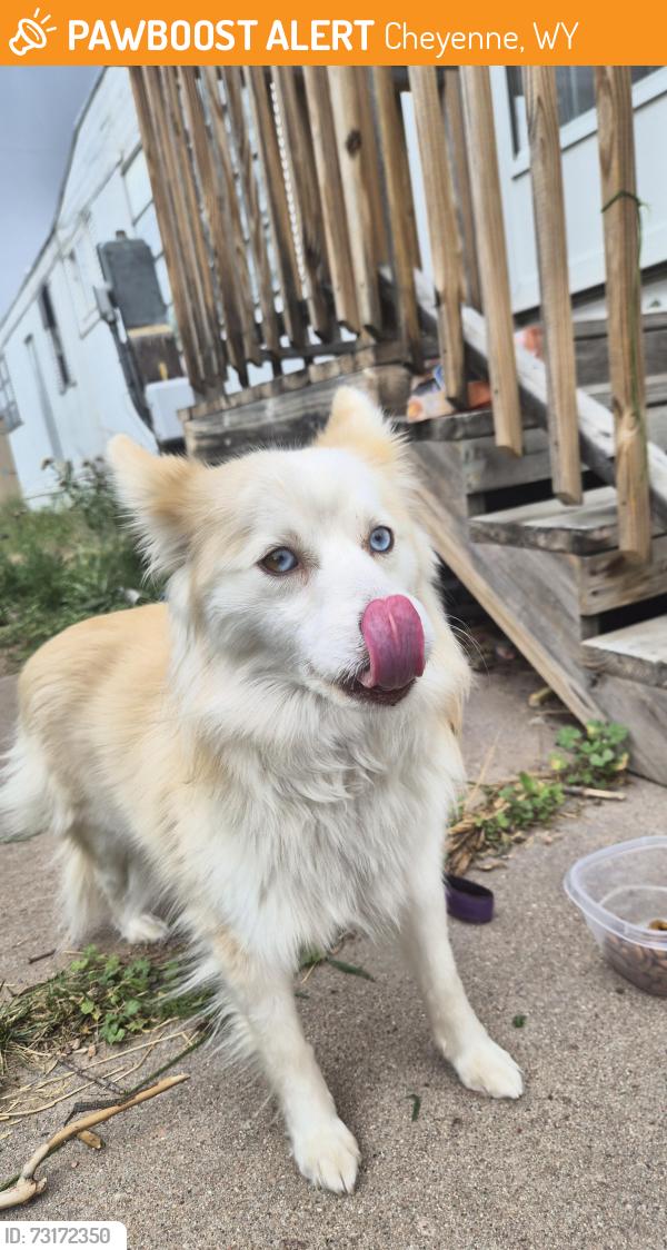 Found/Stray Female Dog last seen Greenway trailer park, Cheyenne, WY 82001