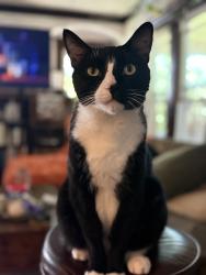 Lost Male Cat last seen Athens and Madison, Lakewood, OH 44107